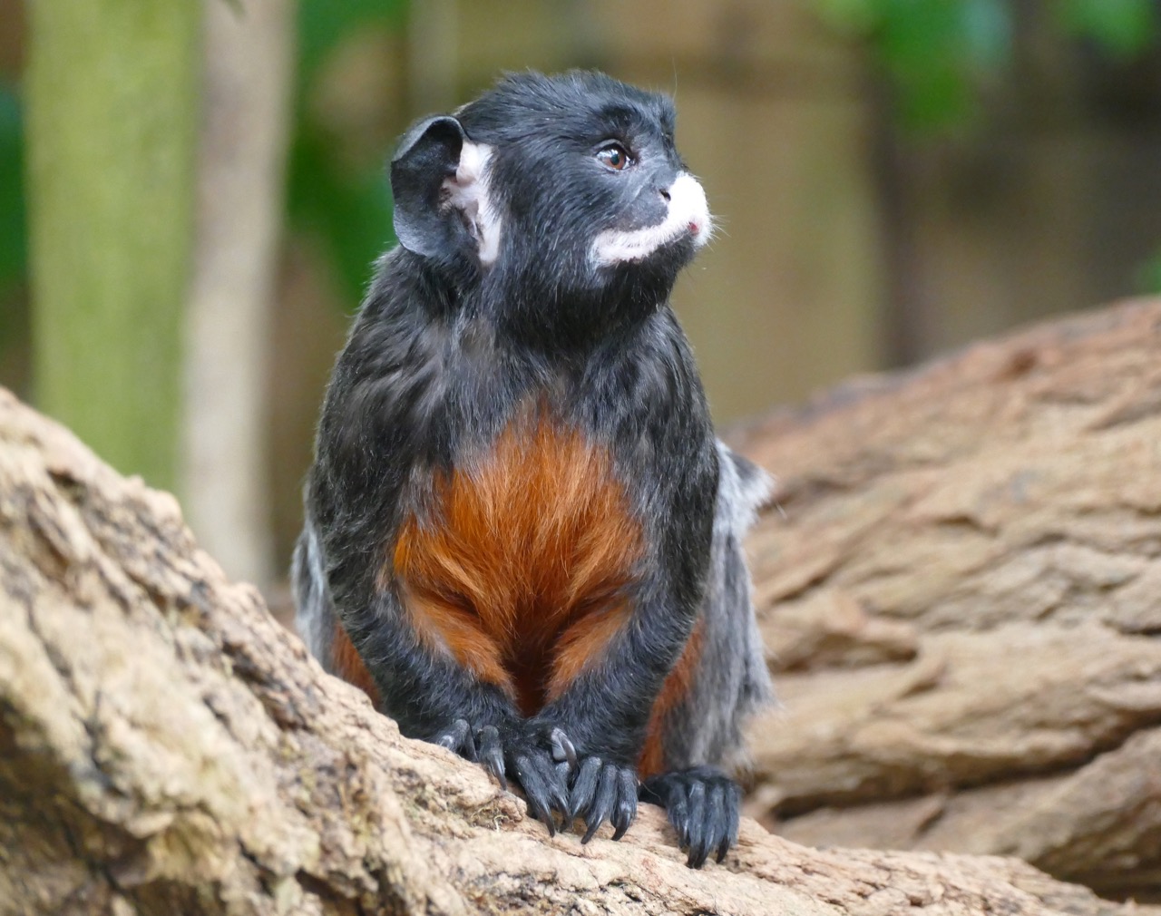 Avontuurlijk en leerzaam dagje naar De Apenheul