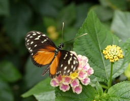 Kleurrijke excursie in Vlindertuin